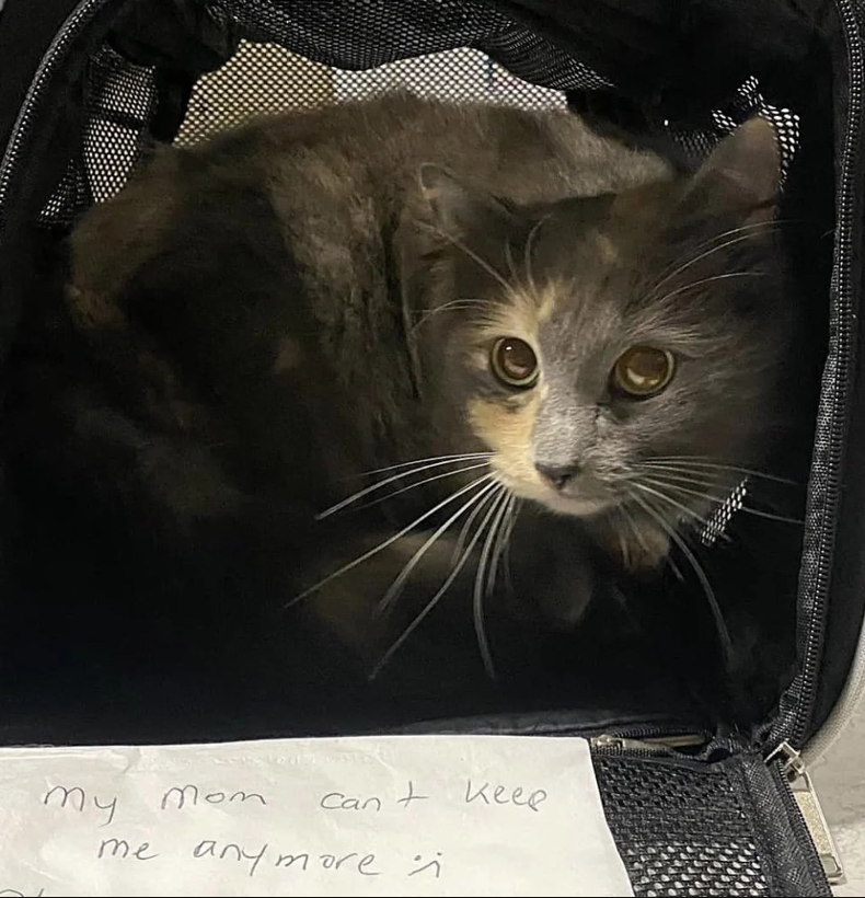 Cat Left at Shelter with a Note, Staff Discovered She Wasn’t the Only One that Needed Help