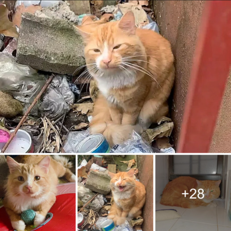 “From Trash to Treasure: Rescued Cat Finds Dream Home and Lives Like Royalty”