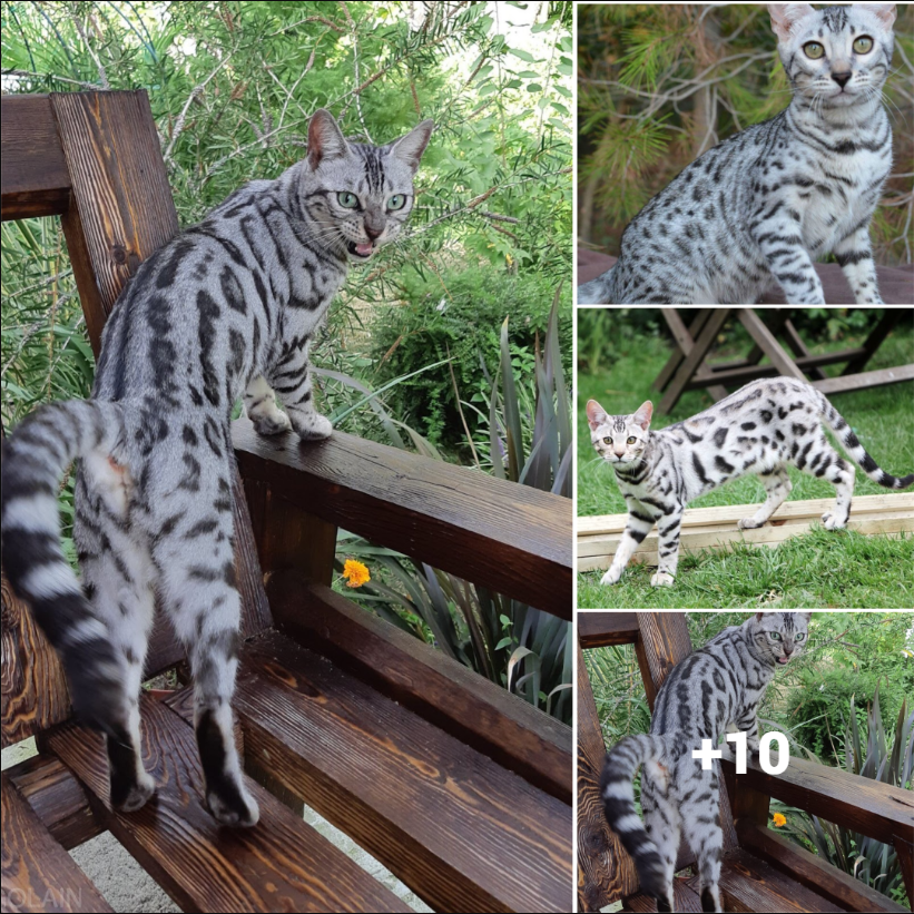 Meeting Mr. Snow: The Beautiful and Famous Bengal Cat with Millions of Social Media Followers.