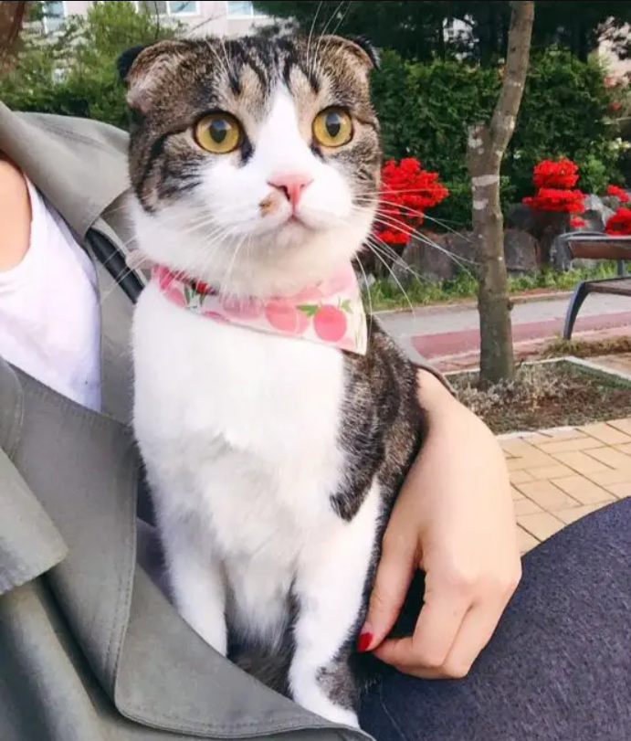 Meet Hamster, a cat that looks exactly like a giant mouse