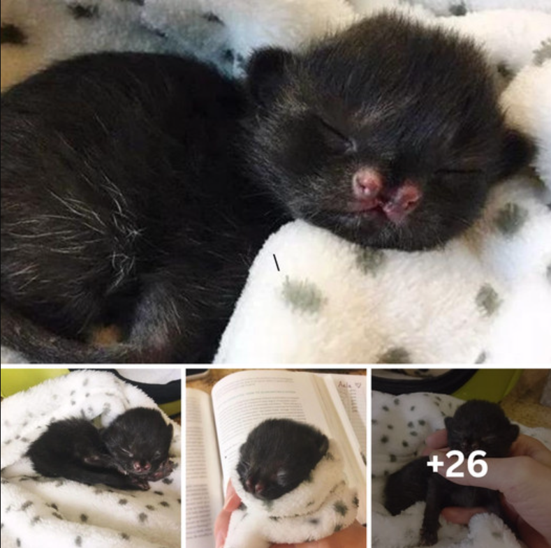 Newborn kitten found in a backyard, clinging to life.