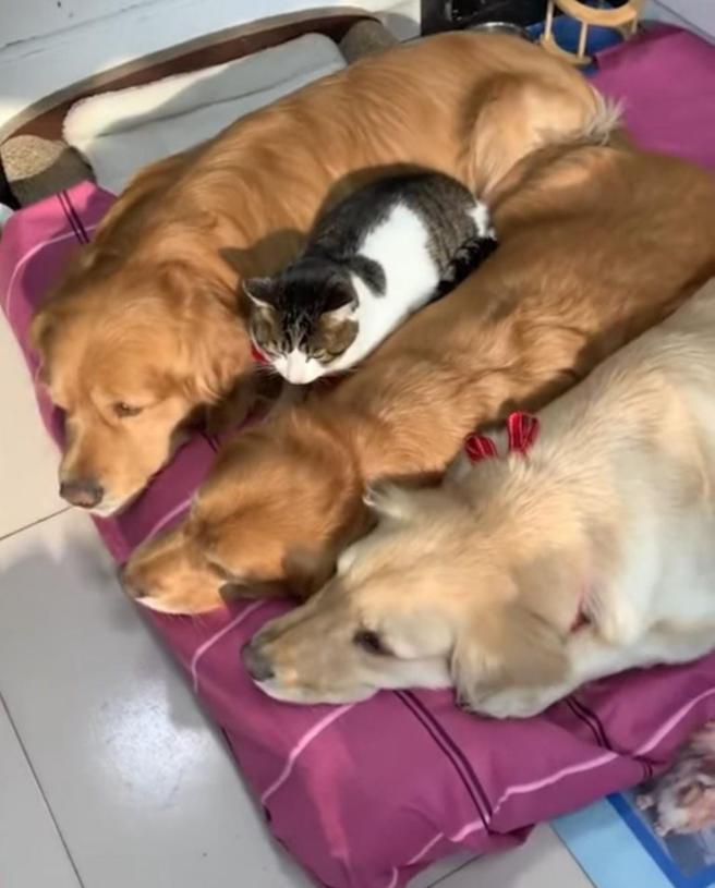 This Lucky Cat Finds The World’s Coziest Sleeping Spot Among Her Three Golden Retriever Bros