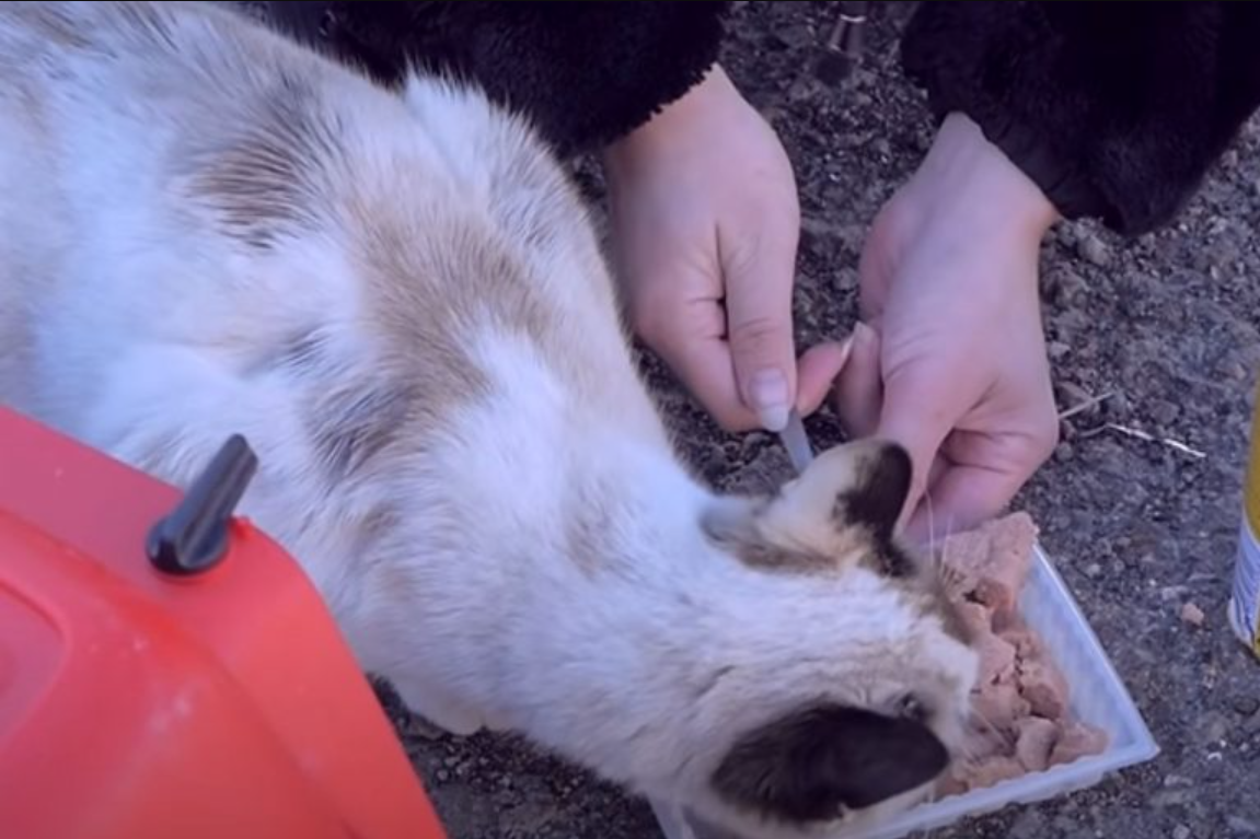 Cat Found Wandering Around The Trash After Being Heartlessly Abandoned By Her Owners