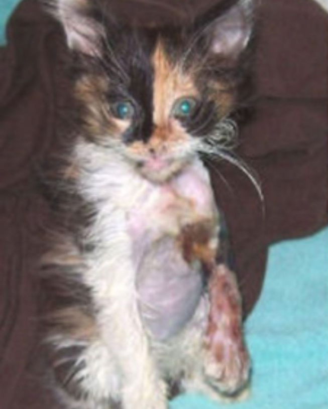 Tiny Kitten With An Infected Elbow Injury Doesn’t Stop Purring Despite The Pain