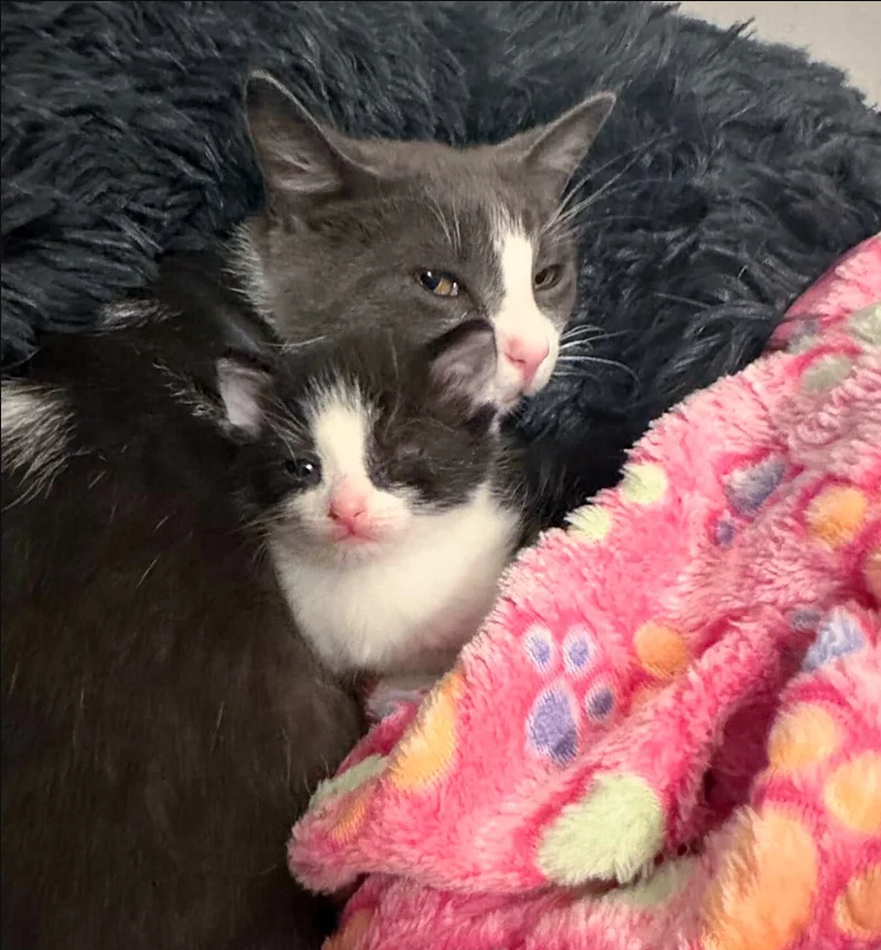 Kind Man Lets a Cat into His Home and Finds Out She Has a Single Kitten that Needs Extra Help