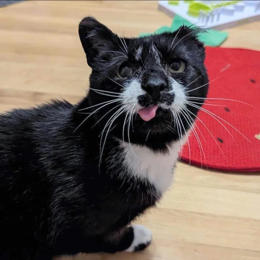 Stray Cat Steps into a Home for the First Time After Being Outside for Years, His World Completely Changes