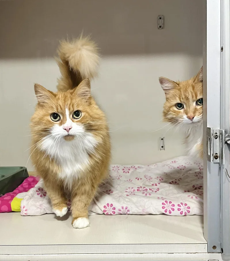 Person Went to Visit Animal Shelter but Ended Up Bringing Home Two Cat Sisters in Their Golden Years