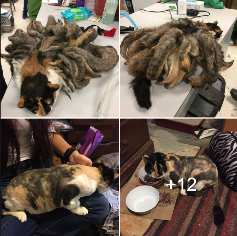 One Cat With “Dreadlocks” Loses Two Pounds of Matted Fur