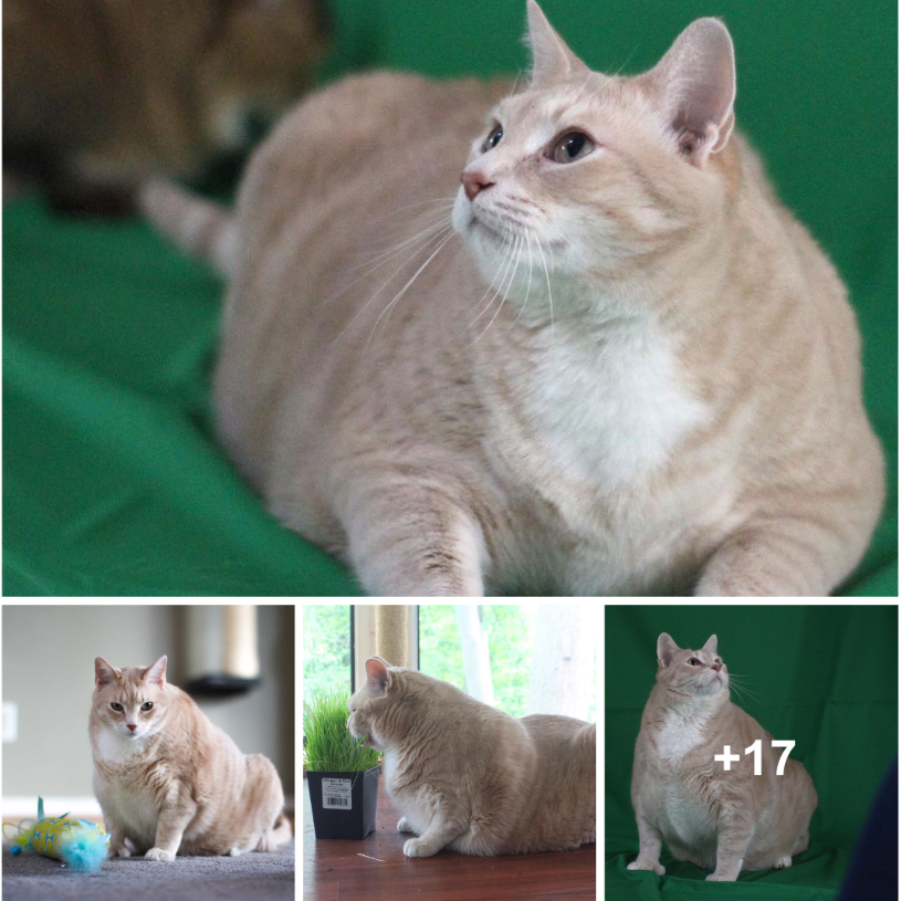 Couple Falls in Love and Adopts 33-Pound Cat, Then They Decide to Help Him Lose Weight