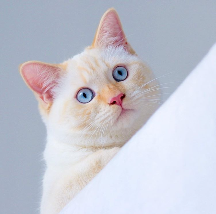 Elegant and distinctively attractive: A comprehensive dive into the mysterious characteristics of the Siamese cat‎.