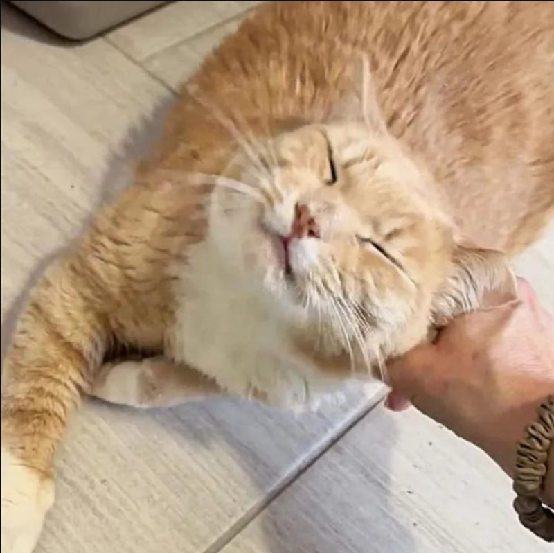 Heartbroken Cat Who Lost His Owner Waits Over 500 Days In Maryland Shelter But No One Comes