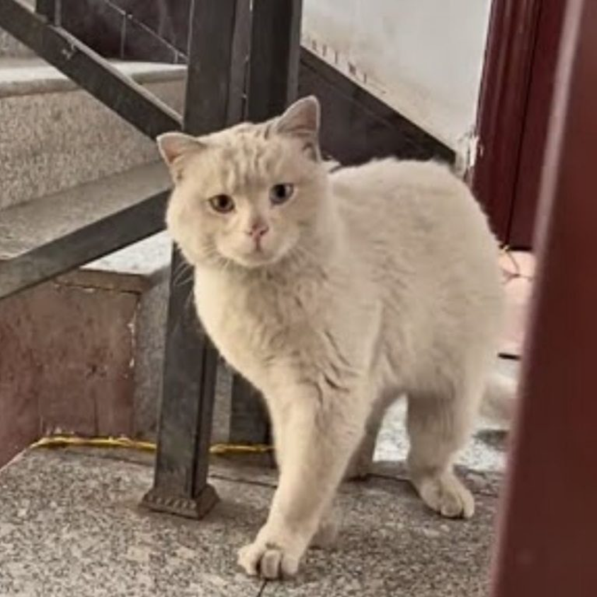 Poor Stray Cat Knocked On The Door Asking For Food, But The Story Takes An Unexpected Turn