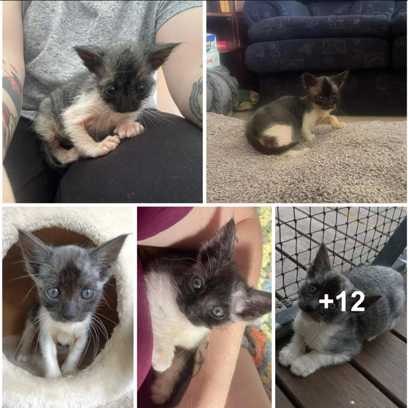 From Scrawny to Splendid: Storm-Battered Kitten Makes a Purrfect Recovery