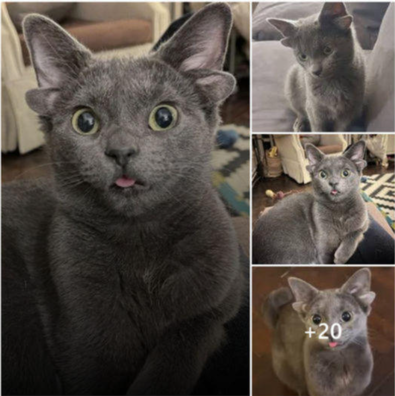 Meet Midas, the irresistibly cute cat with four ears and adorable facial expressions, capturing hearts all across the internet.