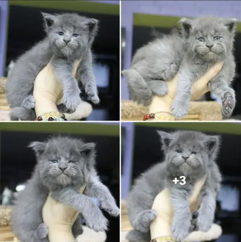 Meet the Fierce and Adorable Quintuplet of Maine Coon Kittens with a Permanent Grumpy Look