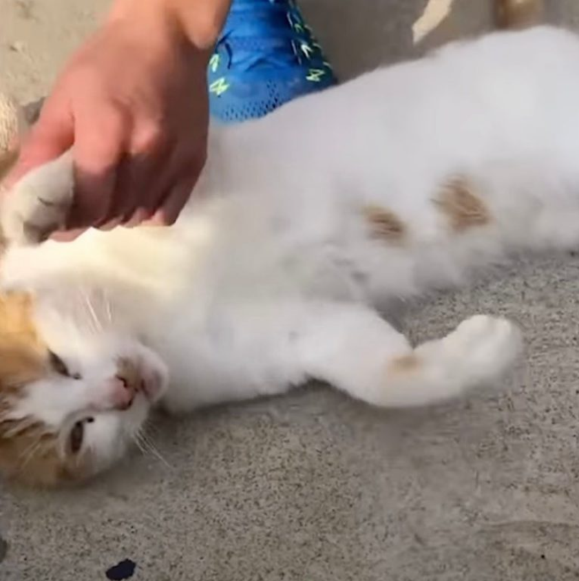 Stray Cat Figured Out A Hilarious Way To Get Himself Adopted