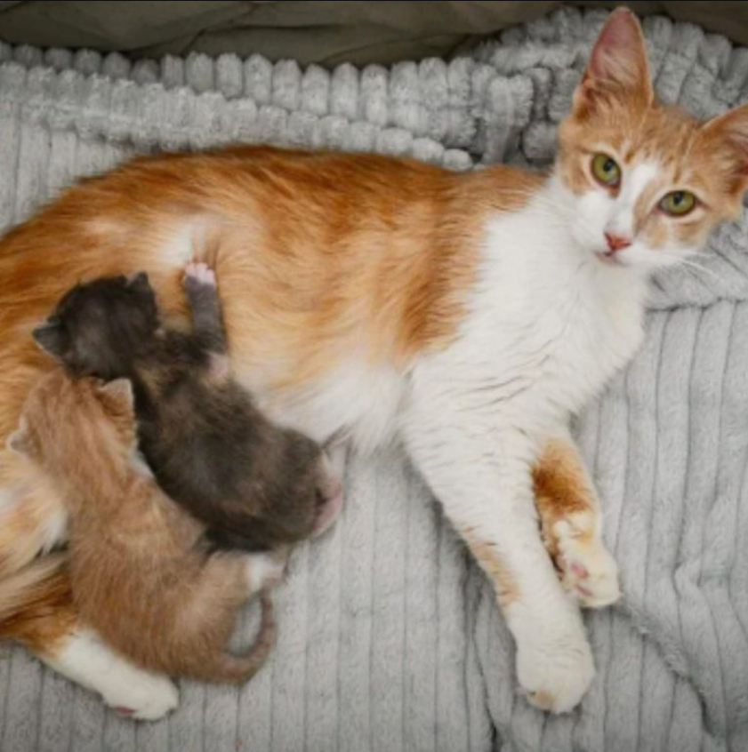 Neglected Mother Cat Rescued By A Kind Foster Volunteer After Years Of Living On The Streets