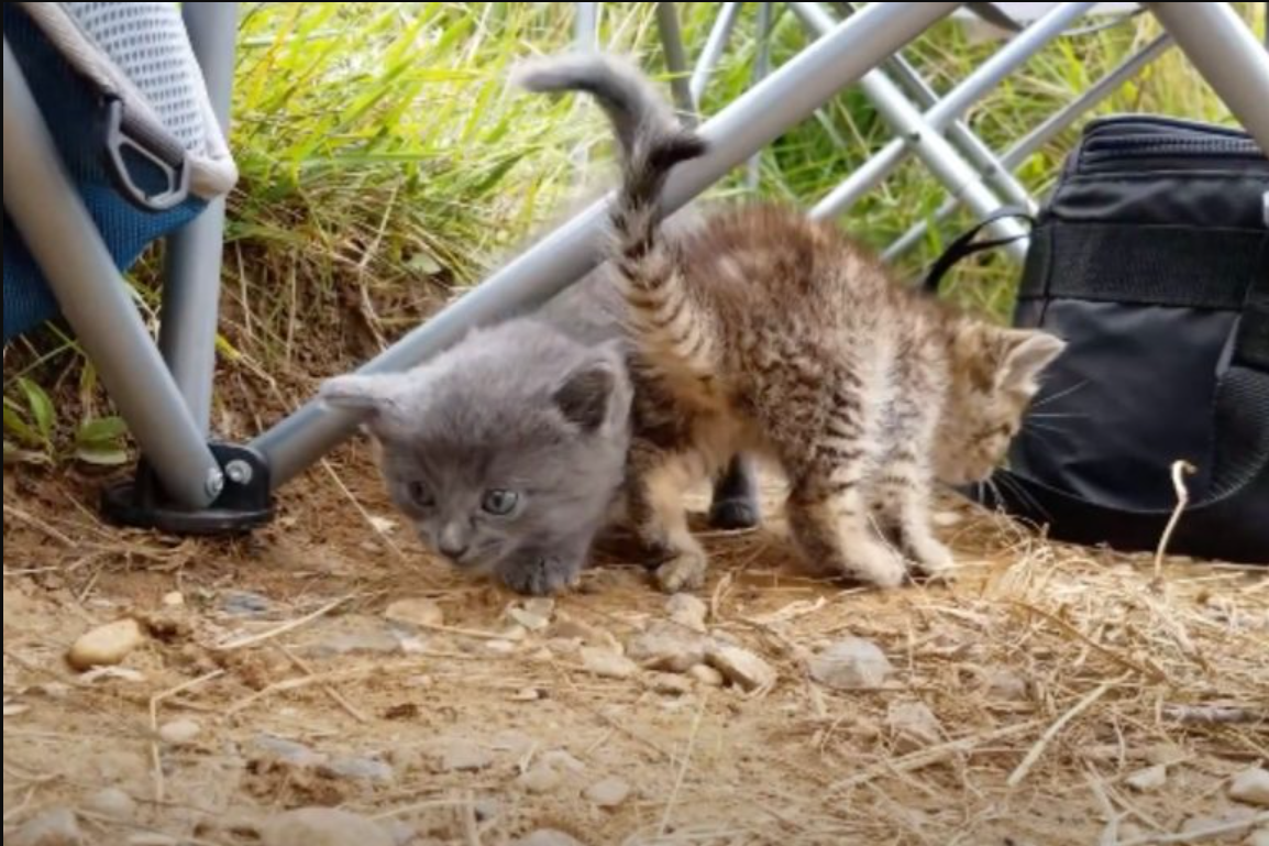 Fisherman’s Day Took A Turn For The Better After He Discovered A Tiny Kitten And Rescued Her