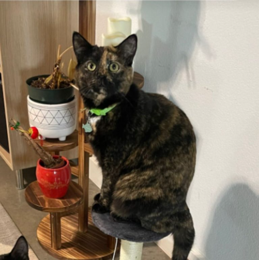 Cat Mom Finds Out Why Her Cat Skipped Meal And You Won’t Believe What This Tortie Was Up To