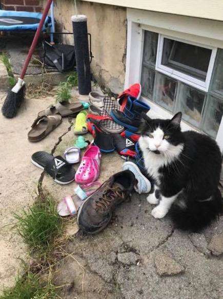 cat steals shoes