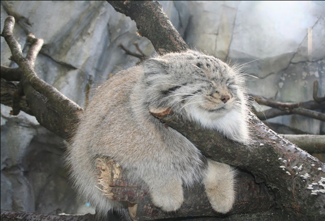 The Manul Cat: A Master of Expressive Feline Communication