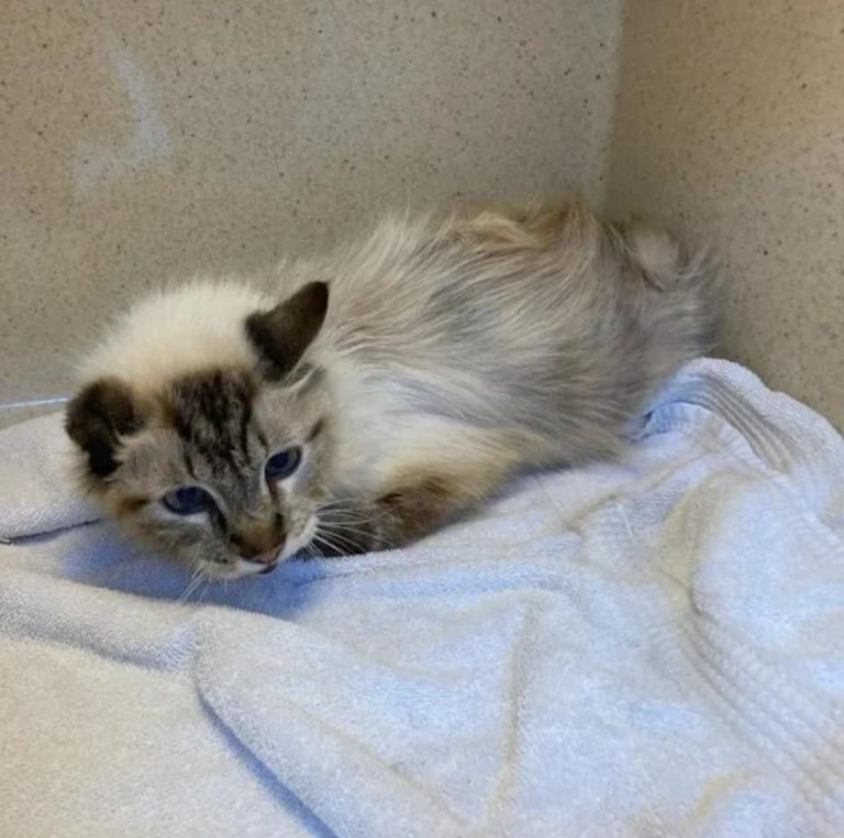 After Losing His Owner, Senior One-Eared Cat Thought All Hope Was Lost Until One Fateful Day