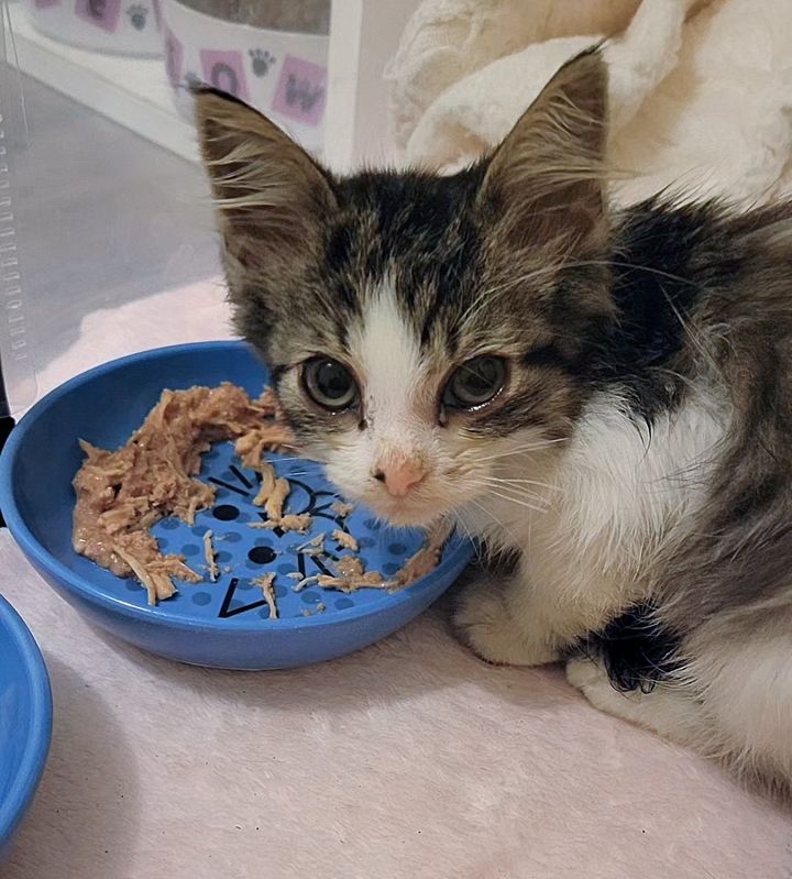 kitten eating food