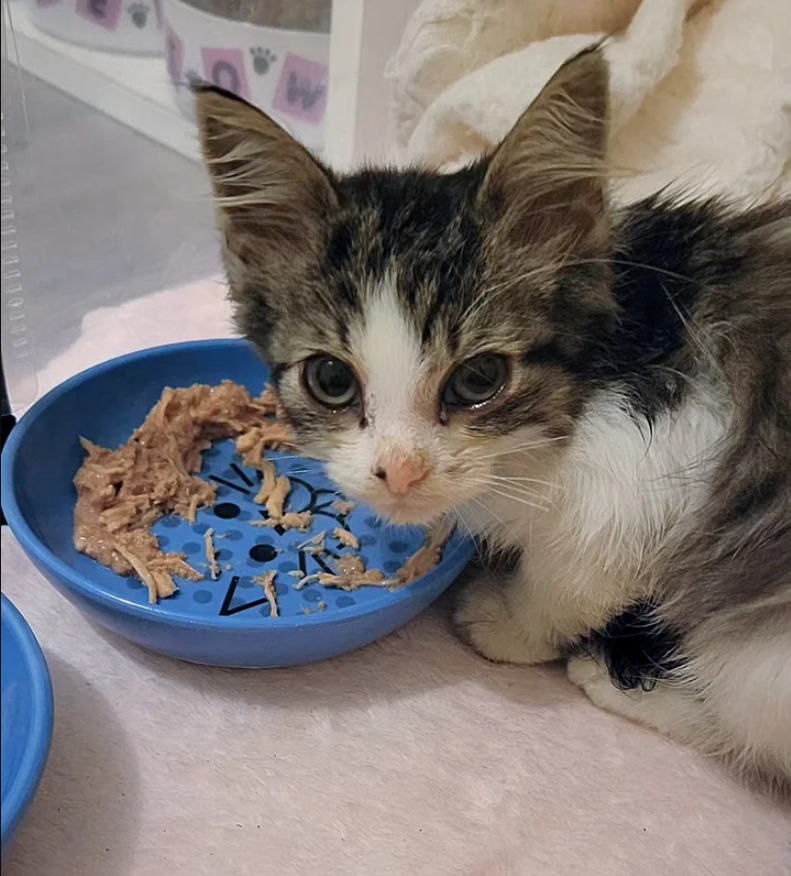 This Foster Mom Rescued Four Kittens From Pouring Rain And A Cold Outdoor Life