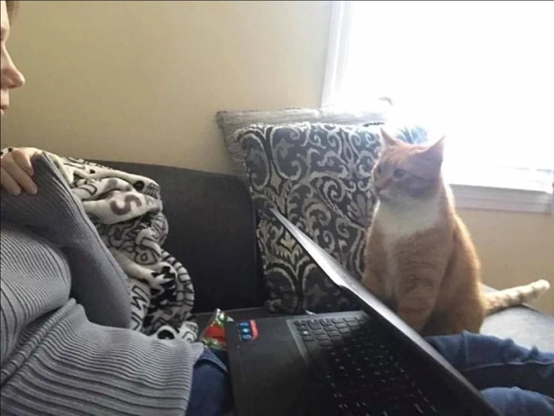 Cat Won’t Stop Staring At His Human Mom Who Gave Him a Forever Home