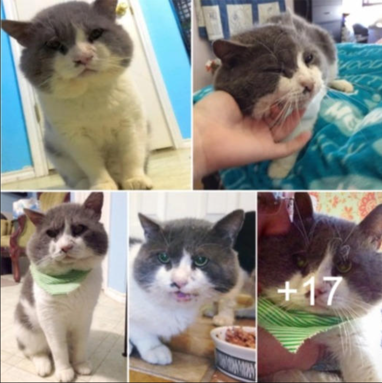 13-year-old Blind Cat Survives Life on the Streets, Then and Now! – “He’s a 13 year old bobtail, completely blind, super adorable, and absolutely overlooked at a shelter,” Karyn Poplin of Kitty Adventure Rescue League (a cat sanctuary in Fort Worth, Texas) told Love Meow.