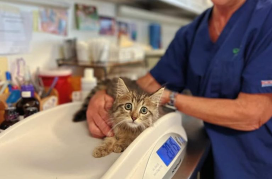 Good Samaritan Finds Kitten Stuck In A Rat Glue Trap And Decides To Help Him