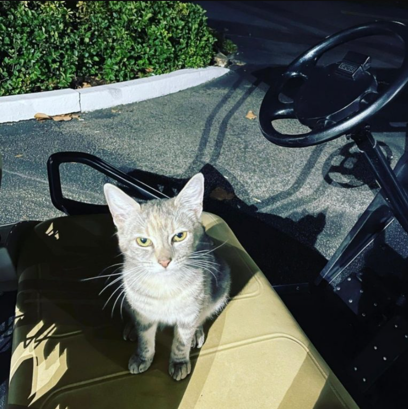 This Kind Man Brought Home A Stray Cat Only To Discover Something Adorable