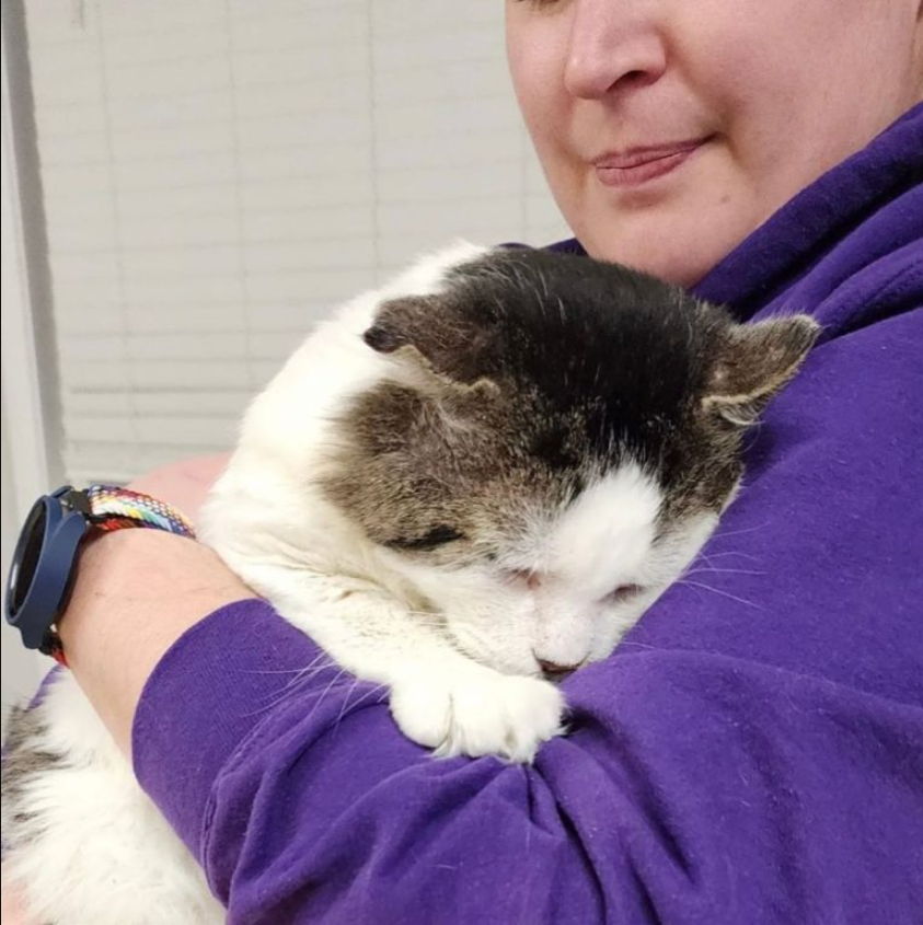 This Sad Cat Found Himself On The Streets Of California When His Owners Moved Away