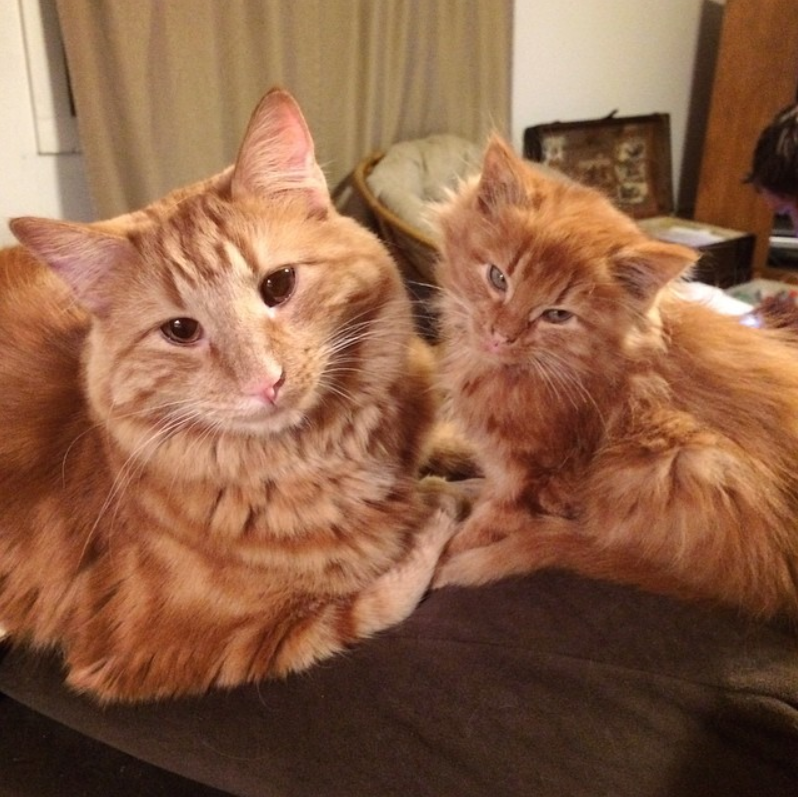 Feline Discovers Tiny Doppleganger and Takes on the Role of Surrogate Parent