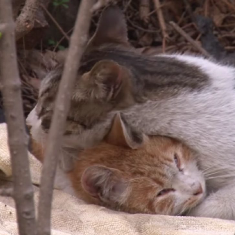 Kitty’s Acts Of Kindness Toward Disabled Friend Show The Meaning Of True Friendship