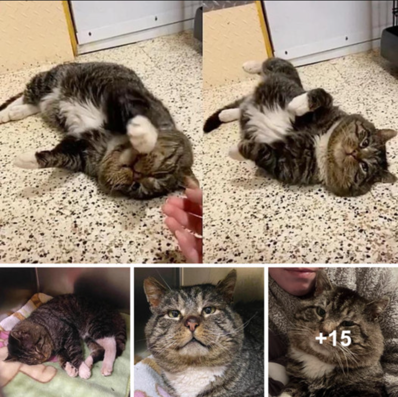 cat rolls around in front of the people who took him in after years of wandering the streets.