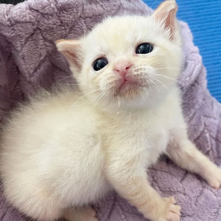 sweet flame point kitten