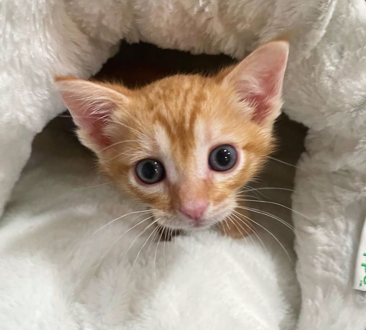 ginger orange kitten