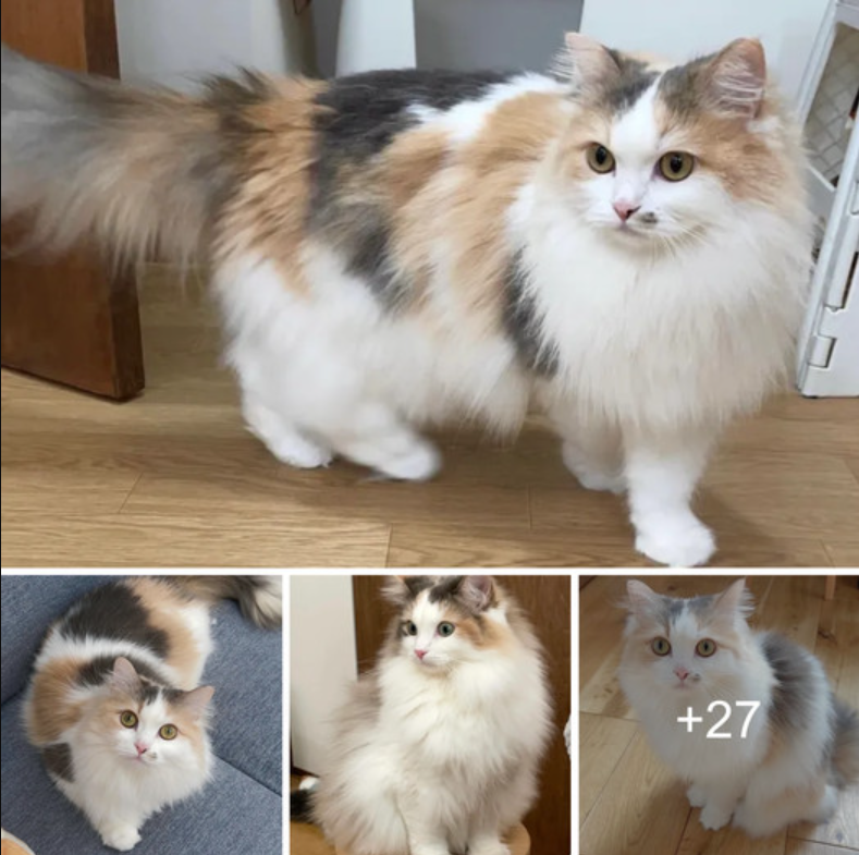 Meet Suoxic: The Charming Cat with Fluffy Fur Like Clouds, Amassing a Thriving Social Media Fanbase