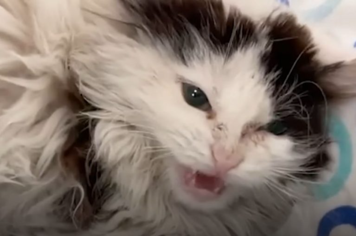 Hissing Feral Cat Transforms In Just 30 Days And Learns To Love For The First Time In Her Life