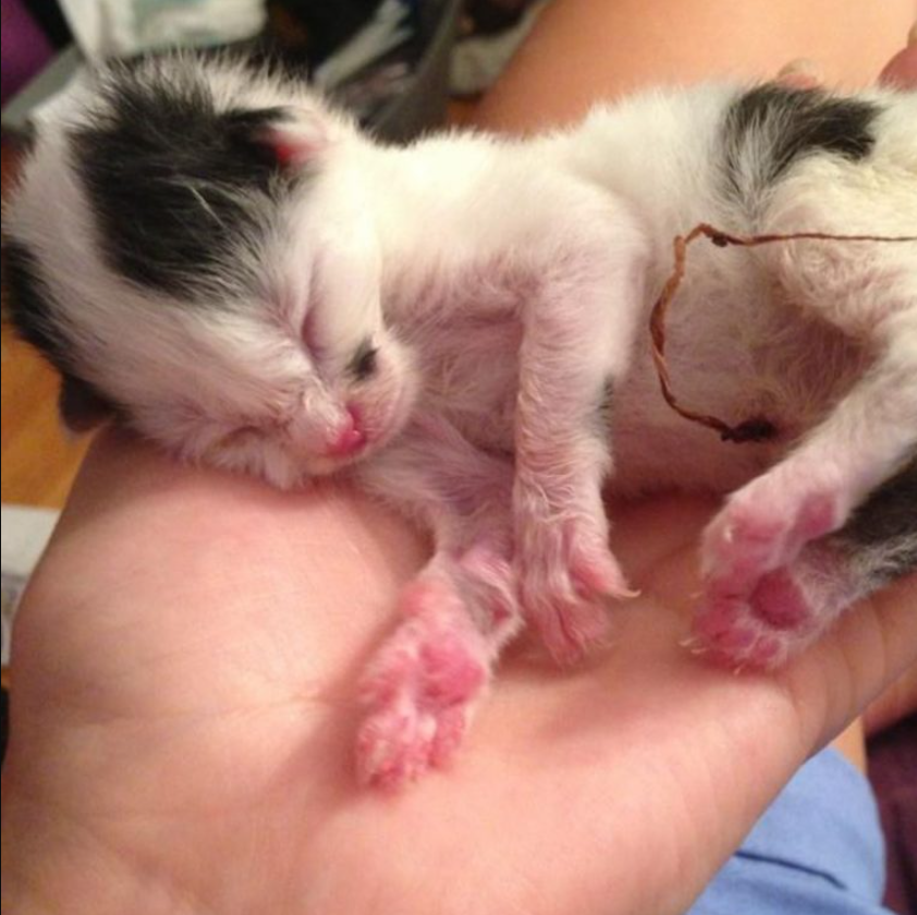 Two-Day-Old Kitten Rescued By A Hero Pup Sparks A Friendship That Lasts A Lifetime