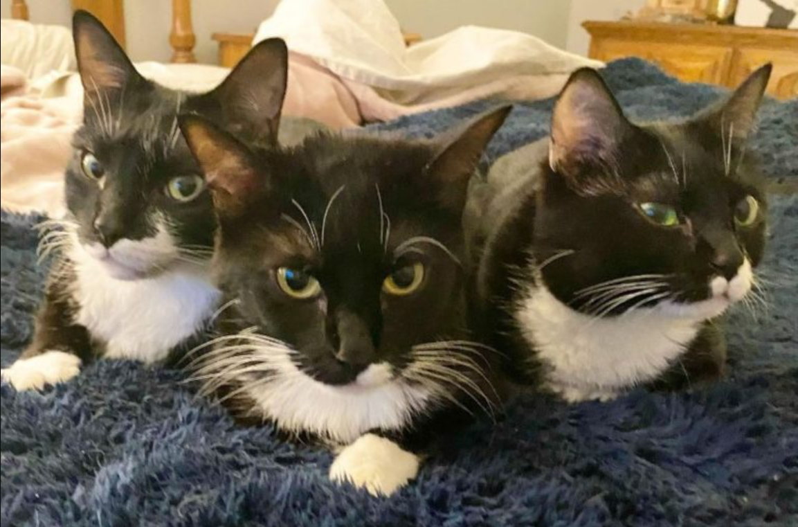 This Wobbly Tuxie Trio Doesn’t Let Their Disability Stop Them From Enjoying Life To The Fullest