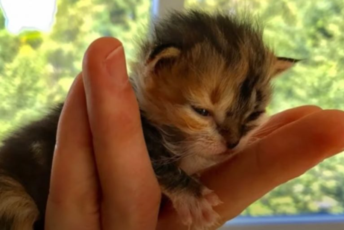 Orphaned Kitten Was All Skin And Bones Until Her Paths Crossed With A Former Marine