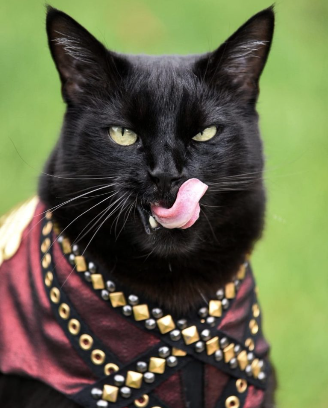 Rover The Cat Shows His Catwalk And Becomes A Vogue Star