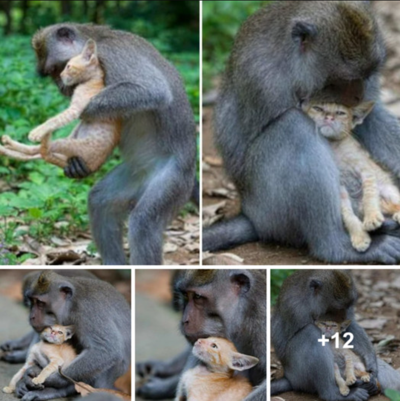 Photographer Captures A Truly Unique Moment Between A Monkey And A Cat That Will Melt Your Heart