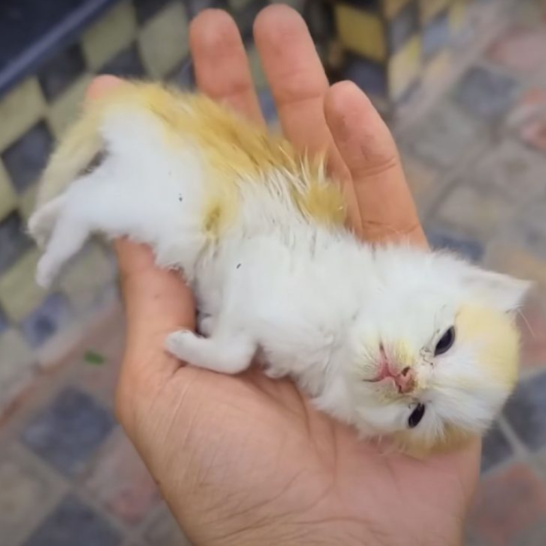 A Crying Mother Cat Takes Desperate Measures To Save Her Kitten’s Life