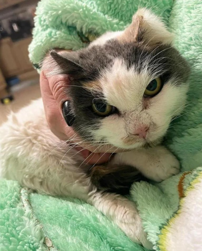 After 10 Long Years, Stray Cat Finds A Home Where She Feels So Safe She Drools In Her Sleep