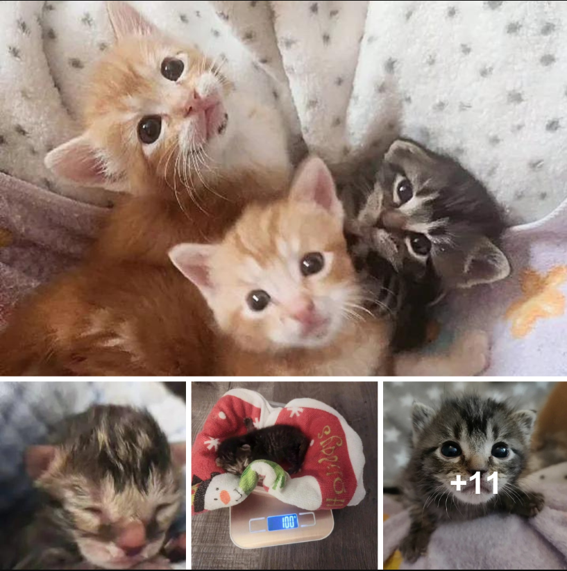 The Story of Three Kittens and One Little Hero