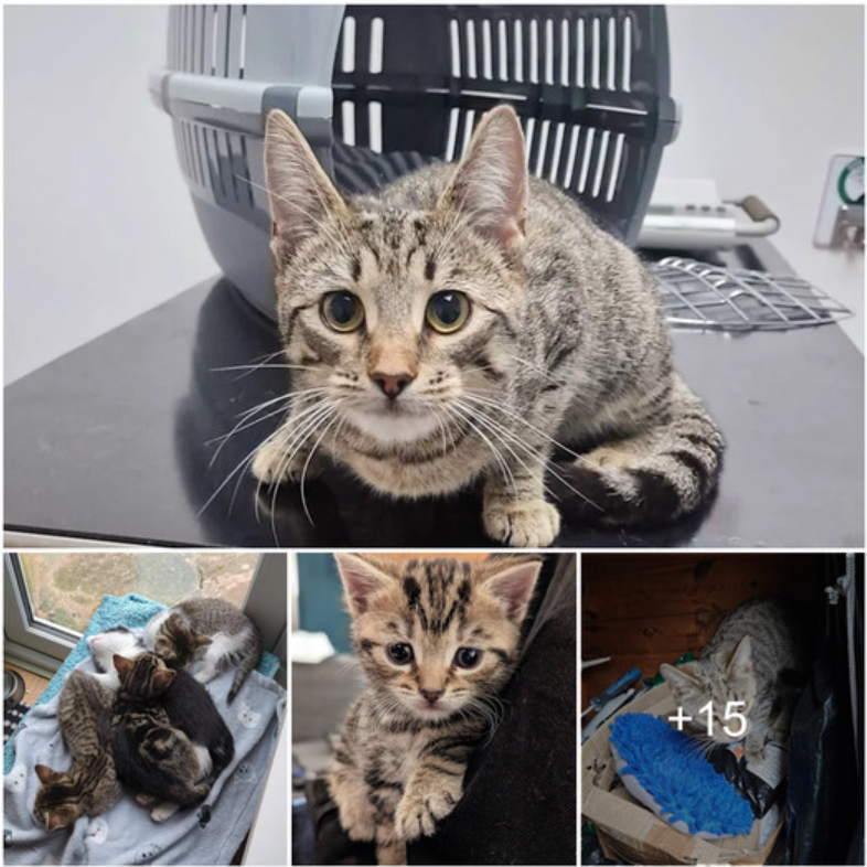 Cat Takes Shelter in Cold Shed to Prepare for Kittens