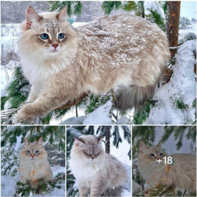 This charming cat with the softest, most beautiful fur is winning the hearts of millions.